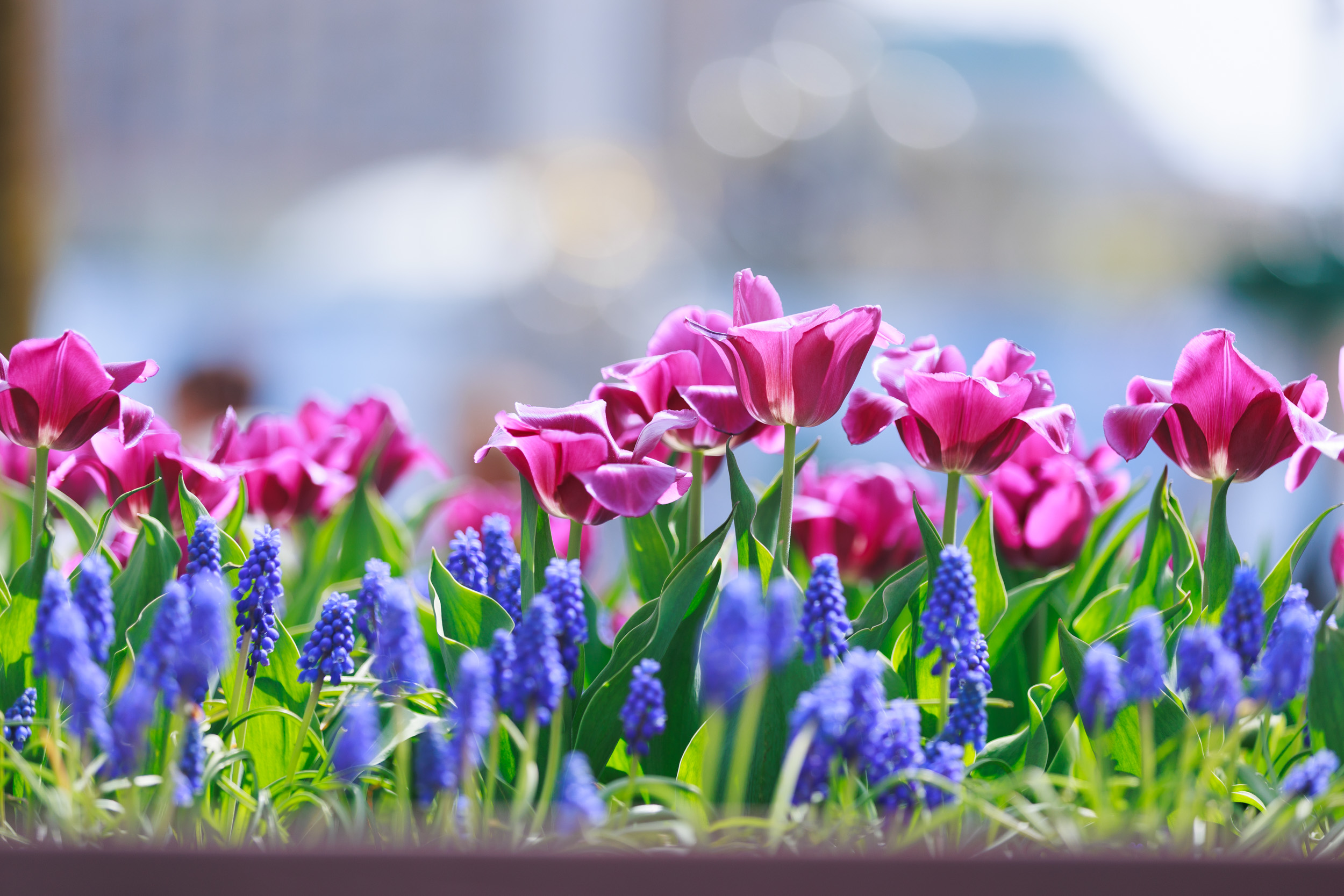 У столиці розквітли перші тюльпани