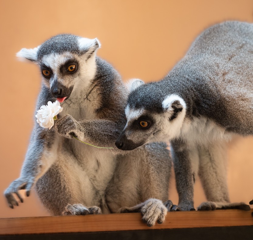 Зоопарки та цирки