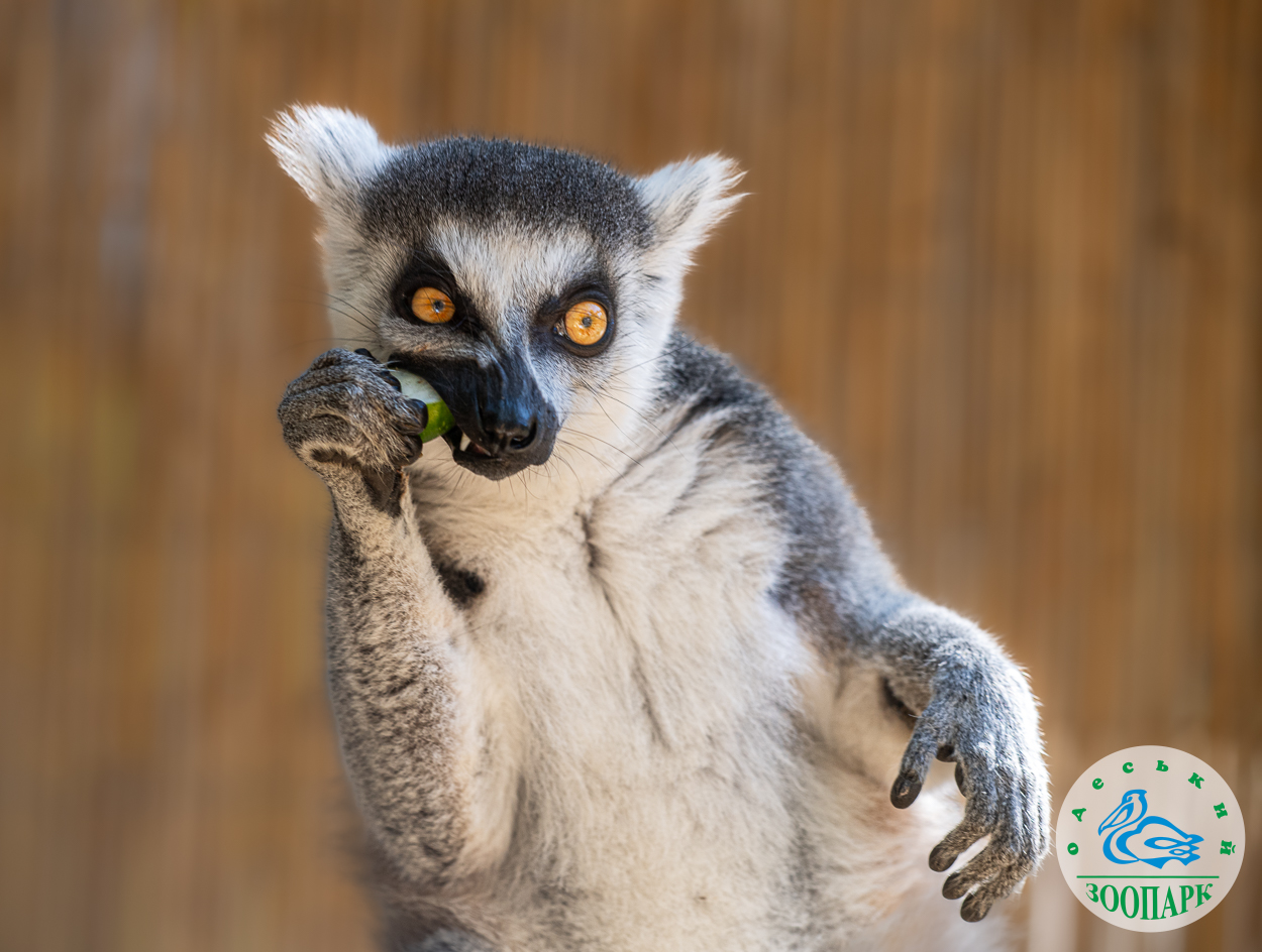 Одеський зоопарк