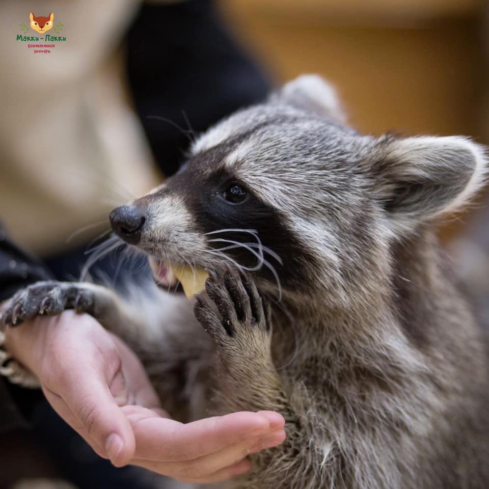 Контактний зоопарк Маккі-Паккі