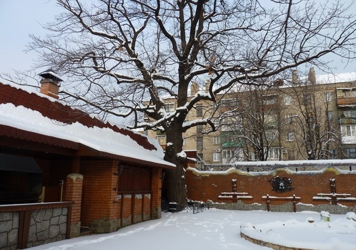 Дуб Якова Новицького