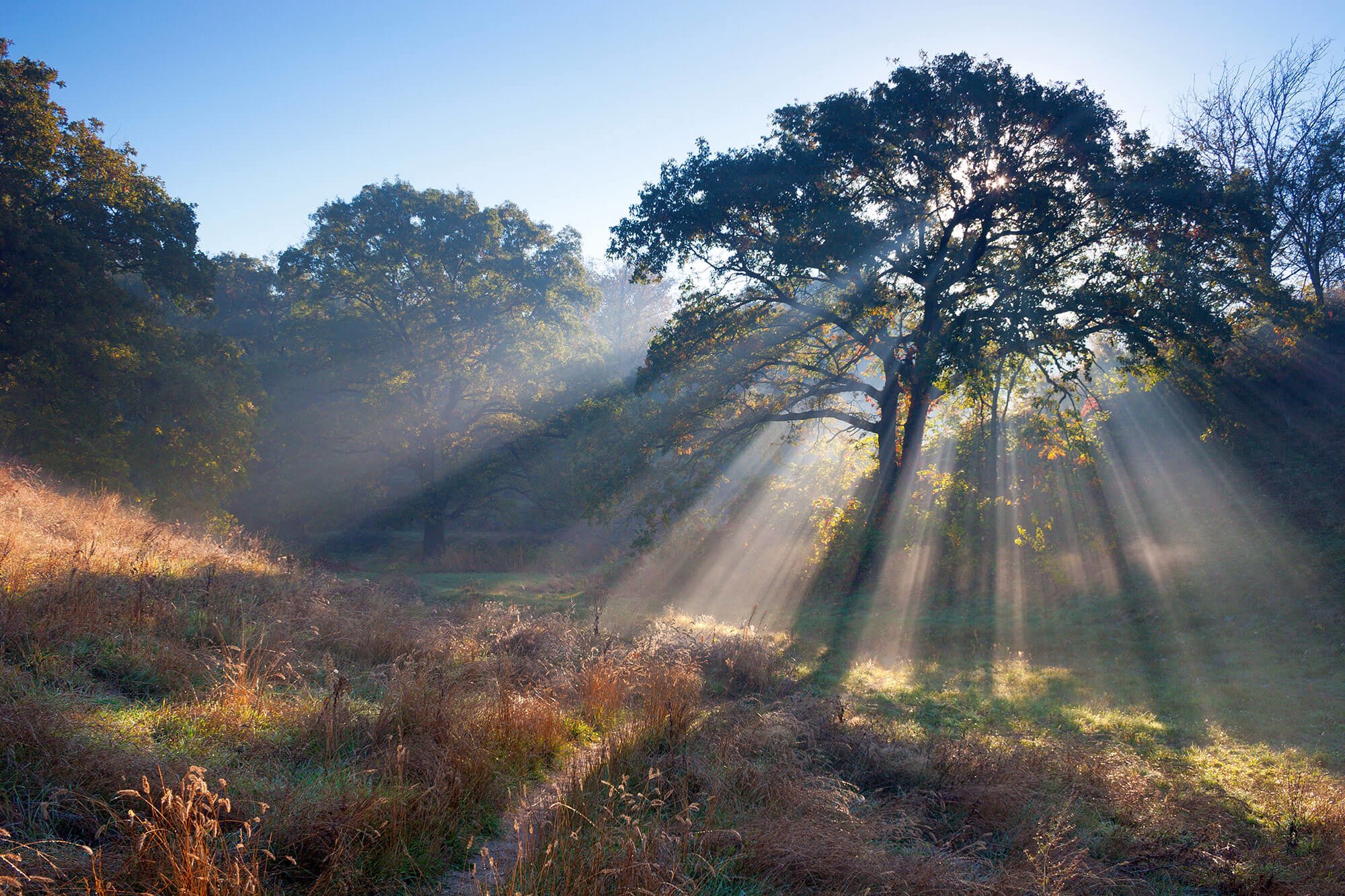 Священний Запорізький дуб
