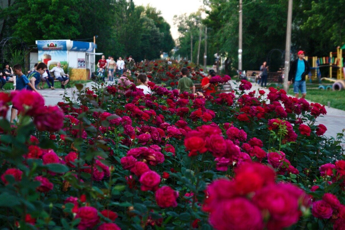 Алея троянд